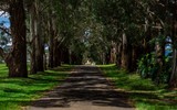 Ngắm những vòm cây đẹp như cổ tích ở Hà Nội